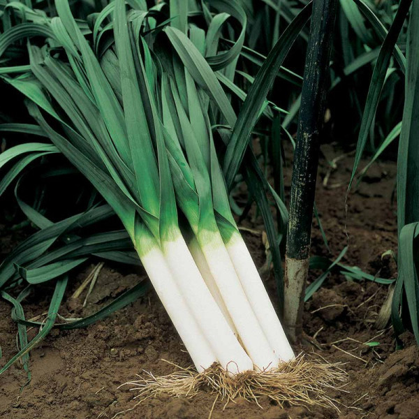 Buy Leek Seeds Autumn Giant 3 Albana Online - Plant Seeds Buy Leek Seeds Autumn Giant 3 Albana Online - Plant Seeds