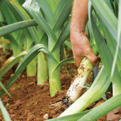 Leek Seeds F1 Sprintan