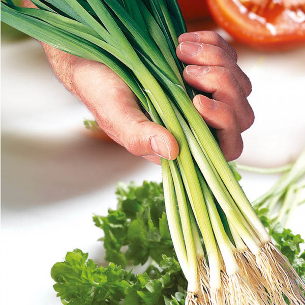 Buy Leek Seeds Atal Online - Plant Seeds