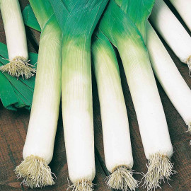 Leek Seeds Blue Green Autumn Neptune