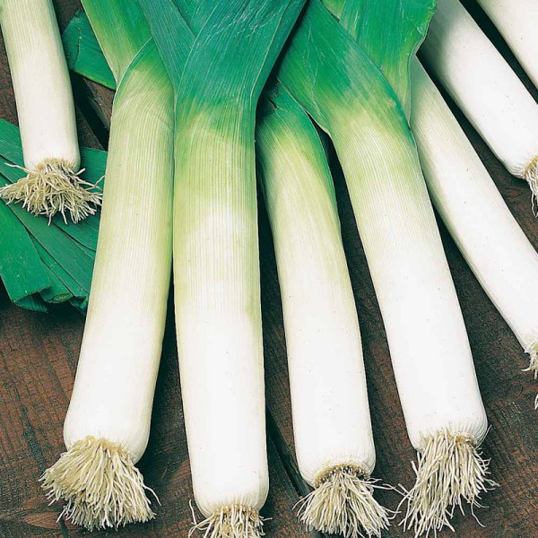 Buy Leek Seeds Blue Green Autumn Neptune Online - Plant Seeds