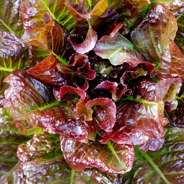Buy Lettuce Seeds OutREDgeous Online - Plant Seeds