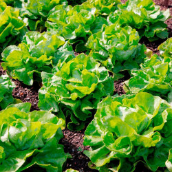 Lettuce Seeds Unrivalled