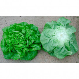 Lettuce Seeds John