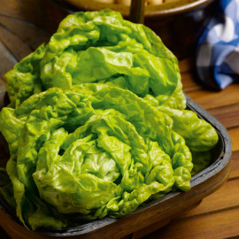 Lettuce Seeds All the Year Round