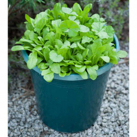 Native British Leaves Seeds Urban Forager Mix