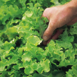 Lettuce Seeds Salad Bowl