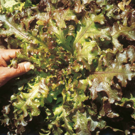Lettuce Seeds Red Salad Bowl