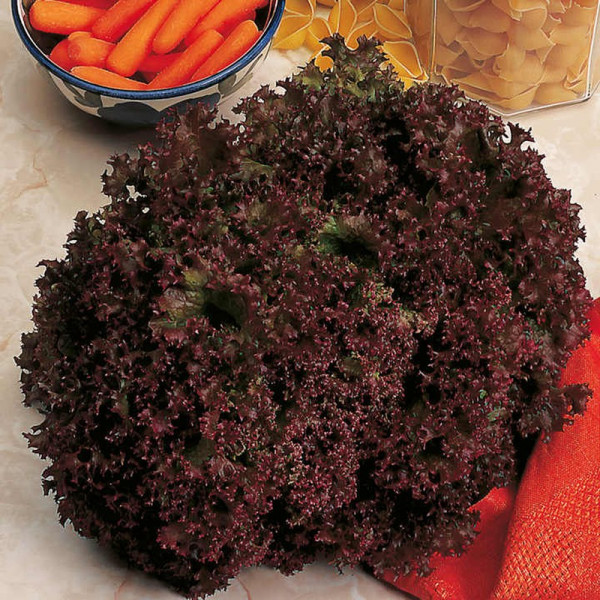 Buy Lettuce Seeds Lollo Rossa Online - Plant Seeds