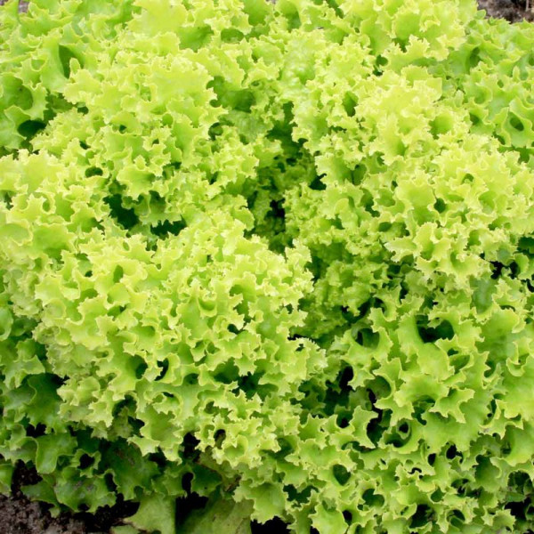 Buy Lettuce Seeds Lollo Bionda Online - Plant Seeds