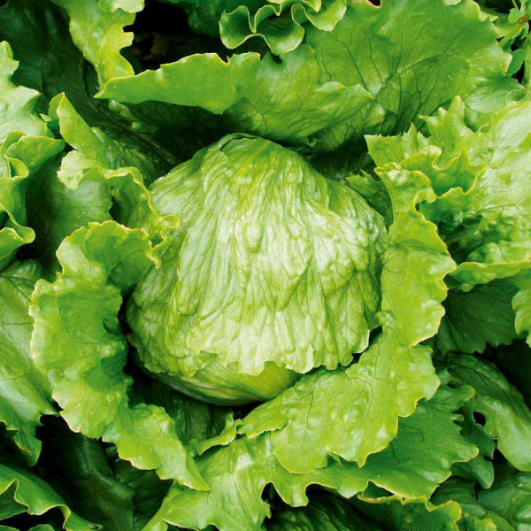 Buy Lettuce Seeds Match Online - Plant Seeds