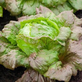 Lettuce Seeds Red Iceberg
