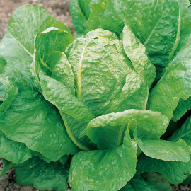 Lettuce Seeds Lobjoits Green