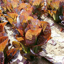 Lettuce Seeds Dixter