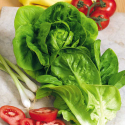 Lettuce Seeds Little Gem