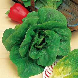 Lettuce Seeds Winter Density