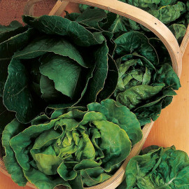 Lettuce Seeds Mix