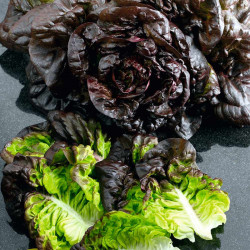 Lettuce Seeds Amaze