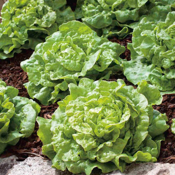 Buy Lettuce Seeds Tom Thumb Online - Plant Seeds