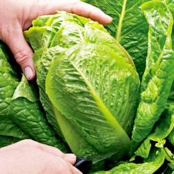 Lettuce Seeds F1 Cosberg Sweet Success