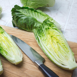 Lettuce Seeds Xanadu