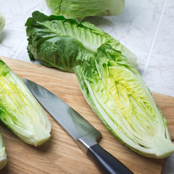 Buy Lettuce Seeds Xanadu Online - Plant Seeds