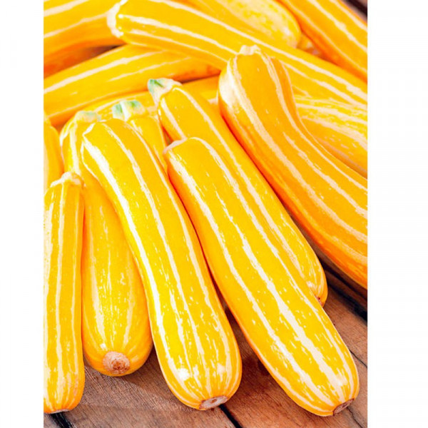 Buy Marrow Seeds F1 Sunstripe Online - Plant Seeds