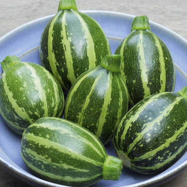 Buy Marrow Seeds F1 Piccolo Online - Plant Seeds