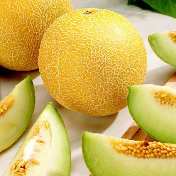 Buy Melon (Galia) Seeds F1 Lavi Gal Online - Plant Seeds Buy Melon (Galia) Seeds F1 Lavi Gal Online - Plant Seeds