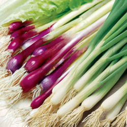 Onion (salad) Seeds Red & White Mix