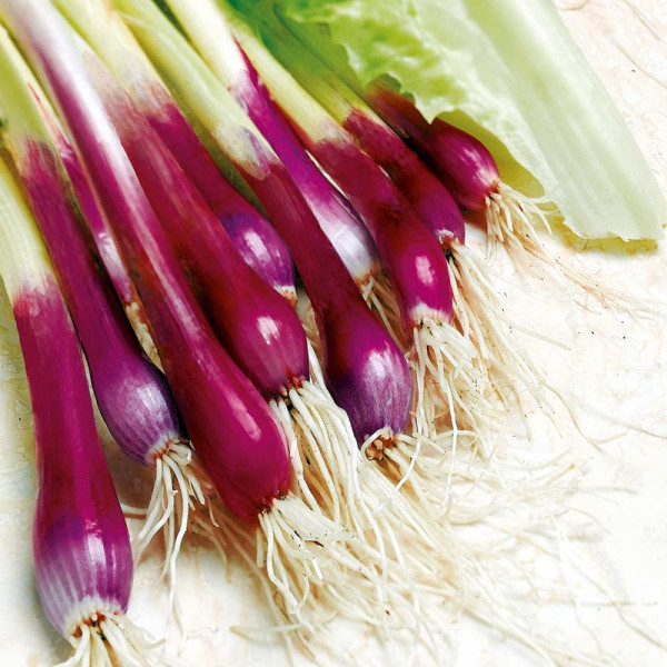 Buy Onion (Salad) Seeds Apache Online - Plant Seeds