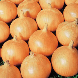 Onion Seeds Bedfordshire Champion