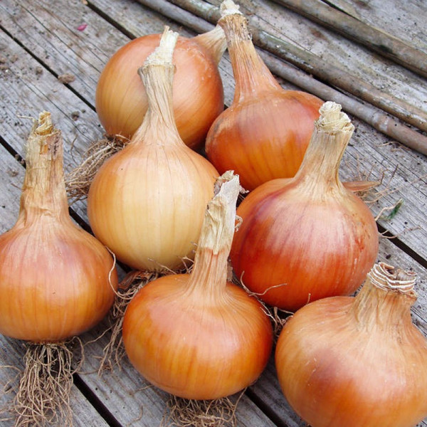 Buy Onion Seeds F1 Santero Online - Plant Seeds Buy Onion Seeds F1 Santero Online - Plant Seeds