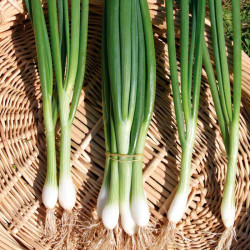 Onion (salad) Seeds White Lisbon Winter Hardy Seeds