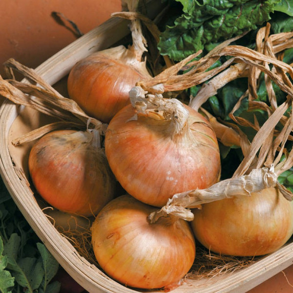 Buy Onion Seeds Senshyu Semi Globe Yellow Online - Plant Seeds Buy Onion Seeds Senshyu Semi Globe Yellow Online - Plant Seeds