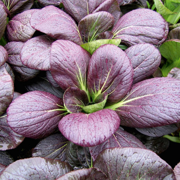 Buy Pak Choi Seeds F1 Rubi Online - Plant Seeds