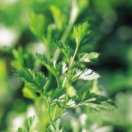 Parsley Seeds Plain Leaved 2