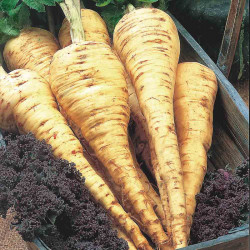 Parsnip Seeds Tender and True