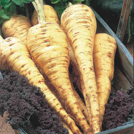 Parsnip Seeds Tender and True