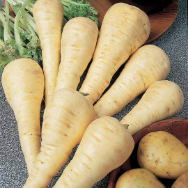 Parsnip Seeds F1 Gladiator