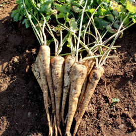 Parsnip Seeds F1 Panorama