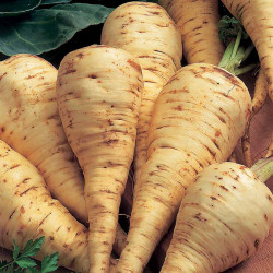 Parsnip Seeds White Gem