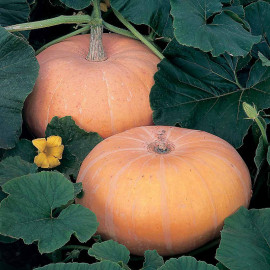 Pumpkin Seeds Hundredweight