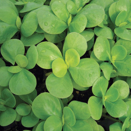 Purslane Seeds
