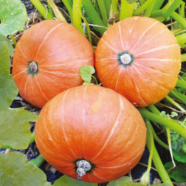 Pumpkin Seeds Amazonka