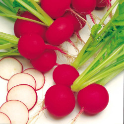 Radish Seeds Scarlet Globe