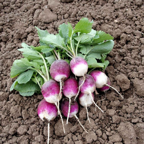 Buy Radish Seeds Diana Online - Plant Seeds