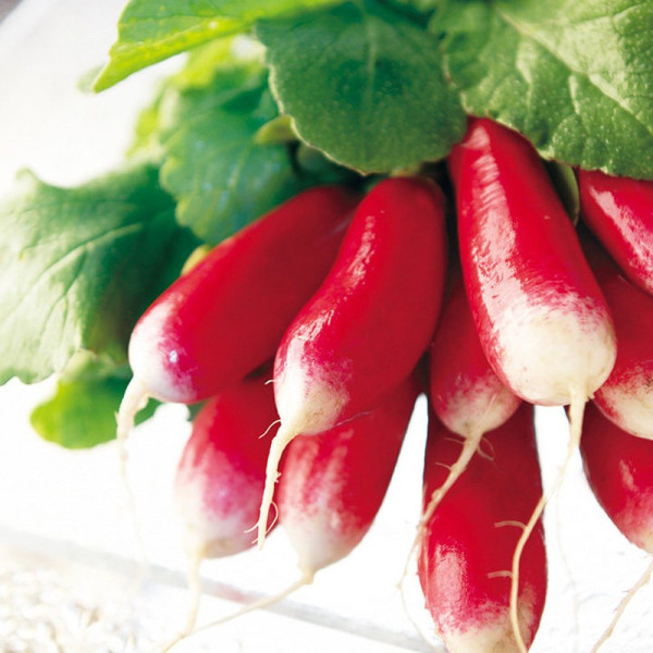 Buy Radish Seeds French Breakfast 3 Online - Plant Seeds Buy Radish Seeds French Breakfast 3 Online - Plant Seeds