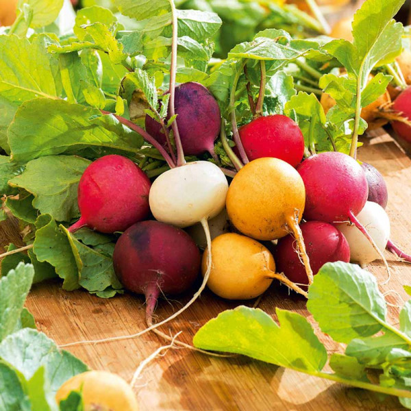 Buy Radish Seeds Rainbow Mix Online - Plant Seeds Buy Radish Seeds Rainbow Mix Online - Plant Seeds