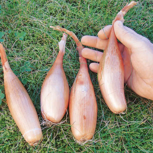 Buy Shallot Banana Seed Zebrune Online - Plant Seeds